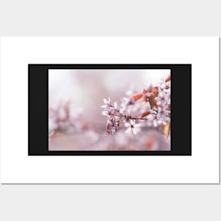 Cherry Blossom Posters and Art